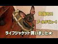【ドッグプール準備】サマーセールで犬服と初のライフジャケットを購入！