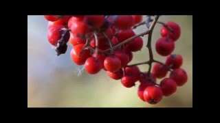 Травовед. Рябина красная. Рассказывает Моряков Сергей Викторович Травовед. Рябина красная. Рассказывает Моряков Сергей Викторович