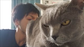 尻尾の付け根をフガフガされ凛々しい顔しちゃう灰色猫(1:00～可愛い声が漏れちゃう)