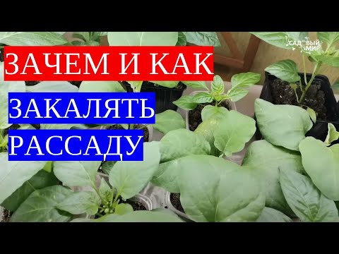 Закаляем рассаду томатов перед высадкой на постоянное место для 100 приживаемости.