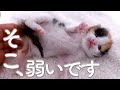【17日目】そこ、弱いんです【おまめ日記】保護猫ミルクボランティア