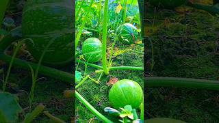 Growing pumpkin from seeds |how to grow pumpkin #satisfying #farmer #farming #vegetables @farmya