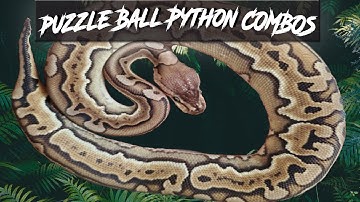 Puzzle Ball Python Morph Combos | Jack