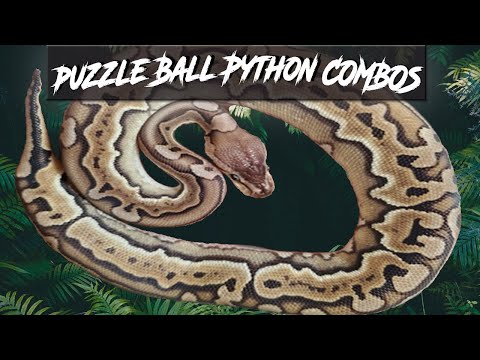 Puzzle Ball Python Morph Combos | Jack's Reptiles