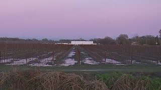 Vineyards and orchards remain flooded after recent rain