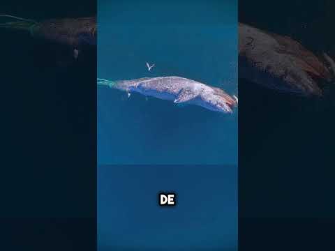 Lo que realmente pasa cuando muere una ballena 🤯 #shorts
