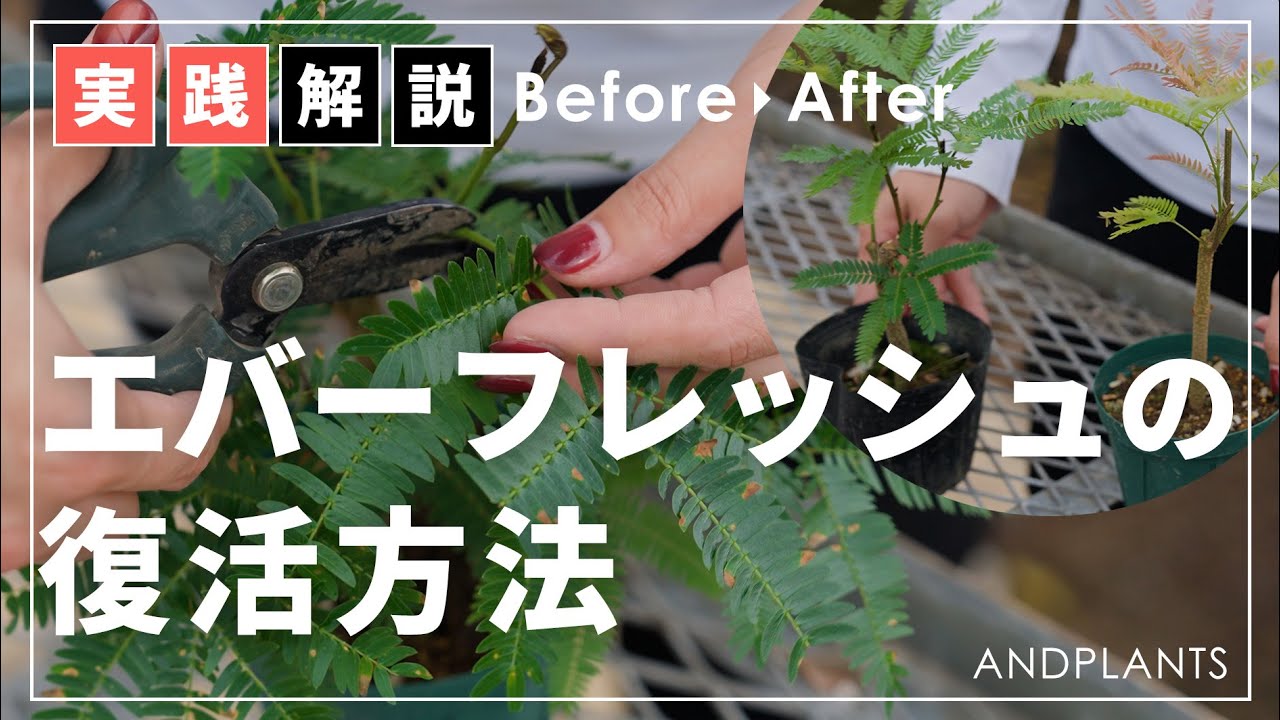 【これで解決】エバーフレッシュの復活方法｜茶色くなった葉の剪定と元気な新芽を出すコツ
