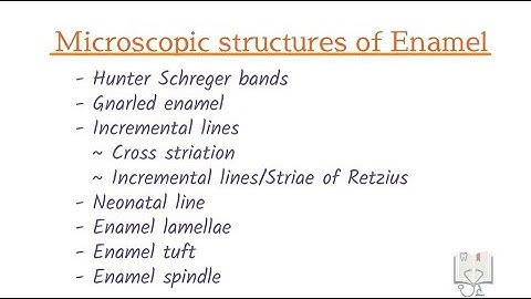 Microscopic Structures of Enamel (Histology)