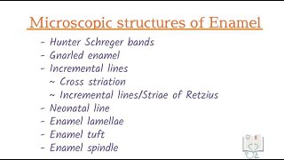 Microscopic Structures of Enamel (Histology)