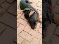 neend me he reh pura din🤔#shortsfeed #cuteanimal #anmals #shortsviral #shortvideo #rottweiler #2025