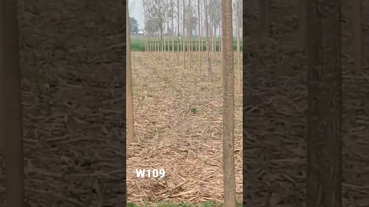 1 year poplar tree groth 13 inch 💪💪💪