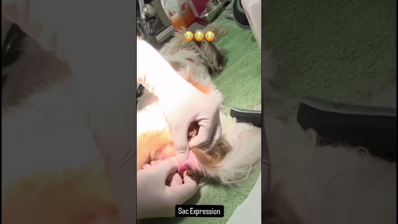 DOES YOUR 🐶 BUTT SMELL LIKE 🐟?? Watch this to know why!! 