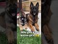 miliye duniya ke sabse khatarnak 🫣 dog 🦮👉#germanshepherd#rottweiler#dog#viral 👍❤️