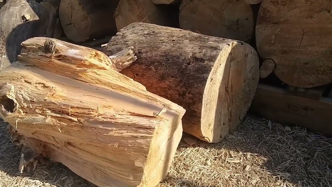 소나무 국수 뽑기