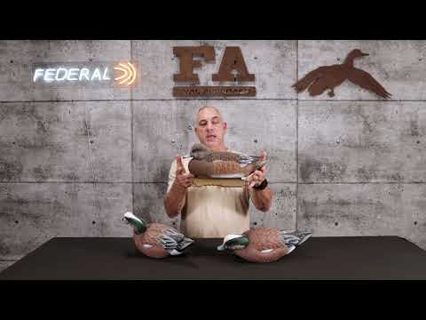 FA HD AND LIVE WIGEON