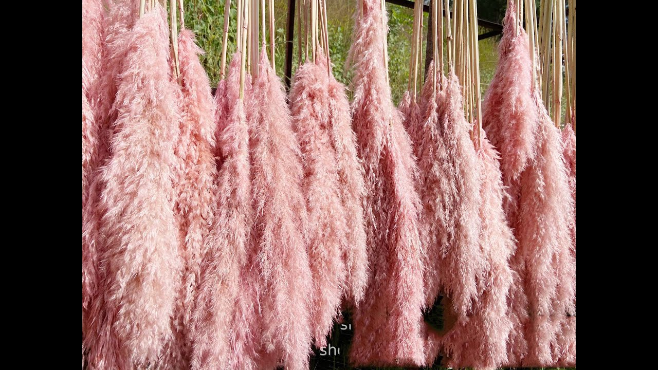 Colorful  pampas grass for wedding decor