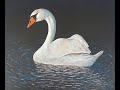 Painting Swan in Acrylics | #timelapsepainting