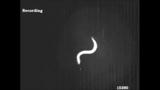 An Extrasynaptic Gabaergic Signal Modulates A Pattern Of Forward Movement In Caenorhabditis Elegans