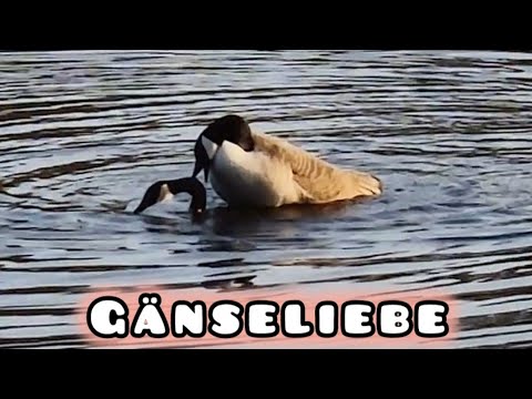 Kanadagänse beim Liebe machen #lovenature #tierliebe 
