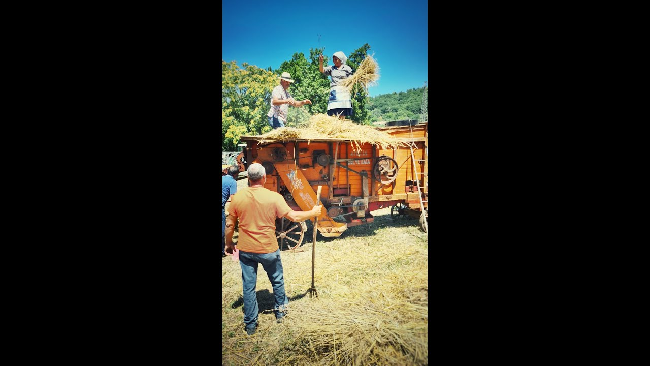 Trebiammu u ranu - La trebbiatura del grano