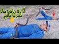 أخطر صياد أفاعي🐍 في المغرب حير قناة ناشيونال جيوغرافيك