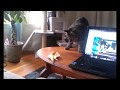 Funny Cats Compilation - BEST ANIMAL VIDEOS You will LAUGH SO HARD