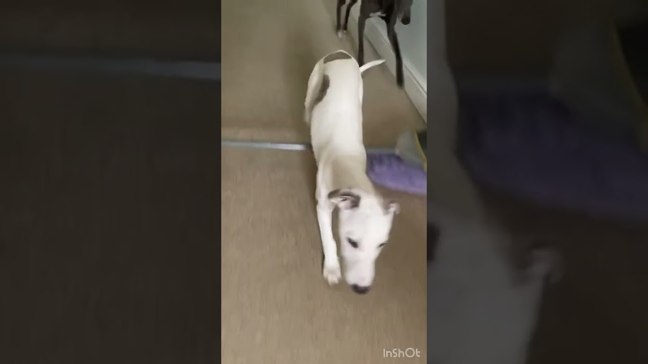 My puppy's first jump!