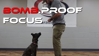 Teach Your Dog to Focus (Full Guide)