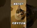 かまっての目力、破壊力がやばい #cat #三毛猫 #猫のいる暮らし