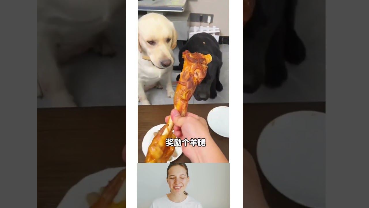 Dog's funny reaction 2