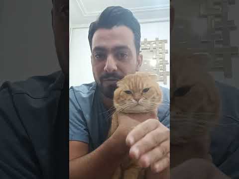 تپل بلا گربه گربه خانگی اکسپلور خندارترین حیوانات    گربه عشق  فان