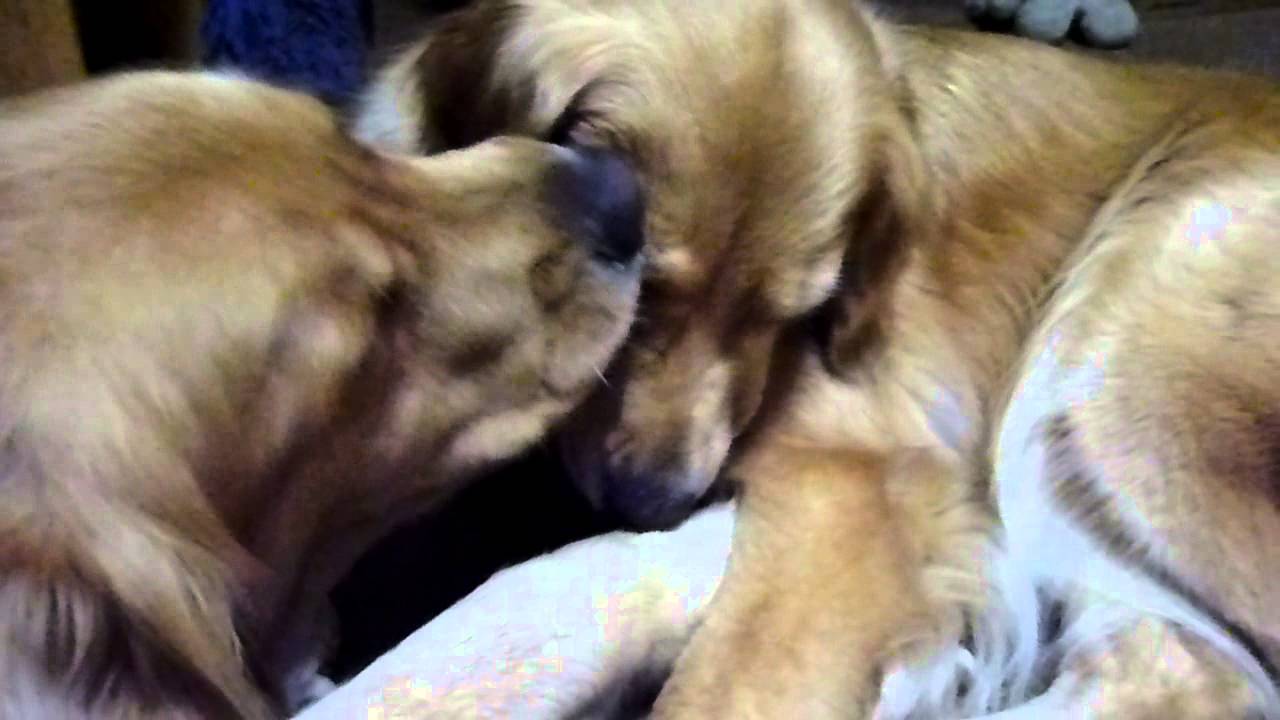 長すぎるラブラブにだんだんキレる犬 I Love Dog But I M Angry Afterwards Youtube