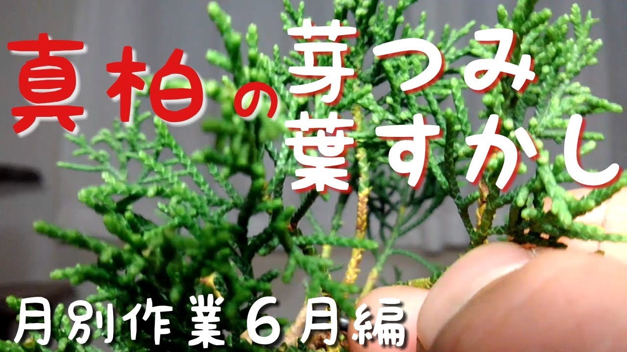 真柏の芽つみ葉すかし 月別作業6月編 - YouTube