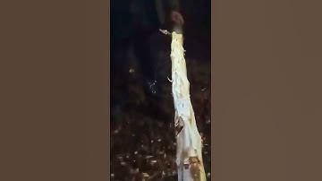 No Bark Too Tough - Tree Bark Scraper Drawknife