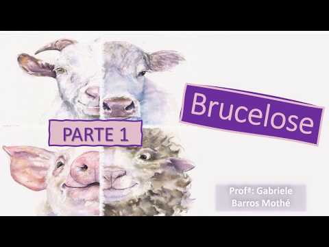 Vídeo: Comparação De Conhecimento, Atitude E Práticas De Brucelose Animal E Humana Entre Pastores Nômades E Não Pastores No Quênia