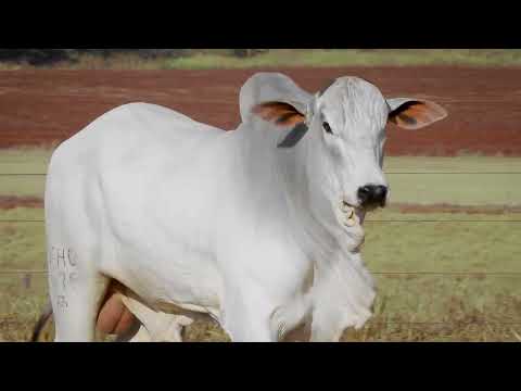 Lote 233   K2475 FIV AL CANAA   NFHC 2475 zap