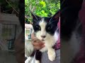 Es una Venus! #gatitos #cat #consentidotumascota #catchow #cute #kitten