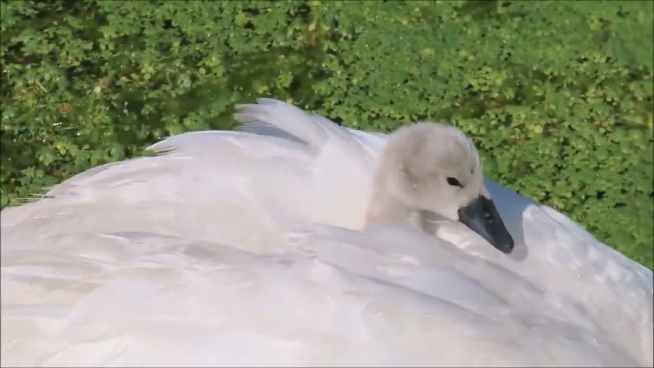 Save Minster Marshes