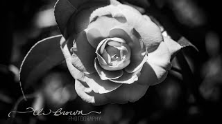 Latest Florals In Bw