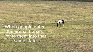 Horses provide humans the space to hear the authentic Soleful Leader inside you. 