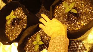 123 grow big UK
