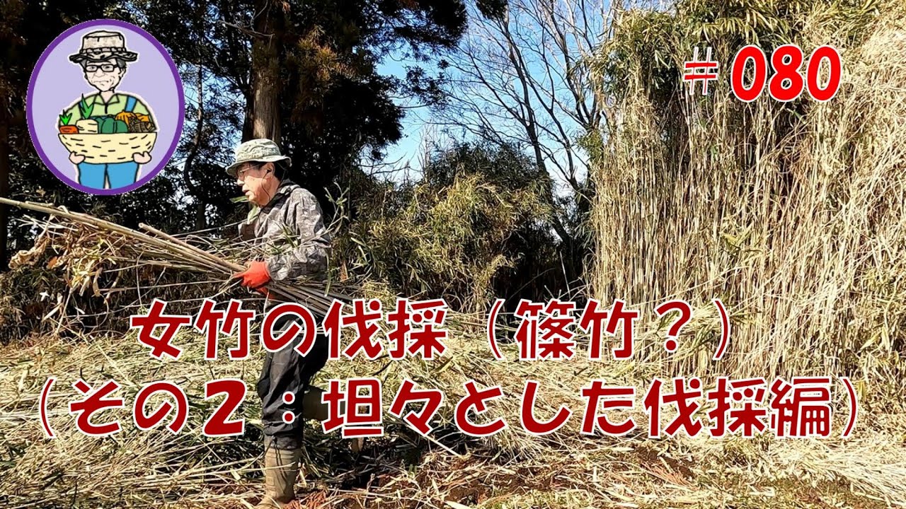 背の高い女竹（篠竹？）を坦々と少しずつ伐採する 第80話