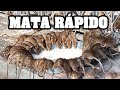 COMO MATAR RATOS | MATA TODOS OS RATOS SEM VENENO E SEM GASTAR NADA