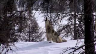 Wolves Unleashed Official Trailer