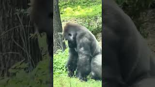 A Silverback Gorilla Finding Snacks During A Walk.