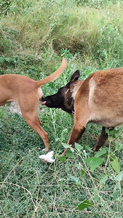 #dog #malinoismonday #beautiful #malinois #india #puppy #belgianmalinois