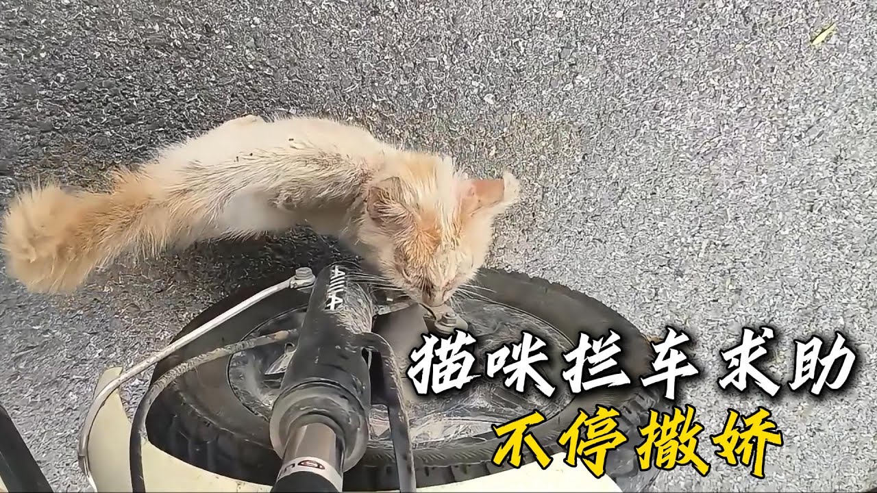小姐姐遇到壹只攔路求助的貓咪，在車輪前不停撒嬌