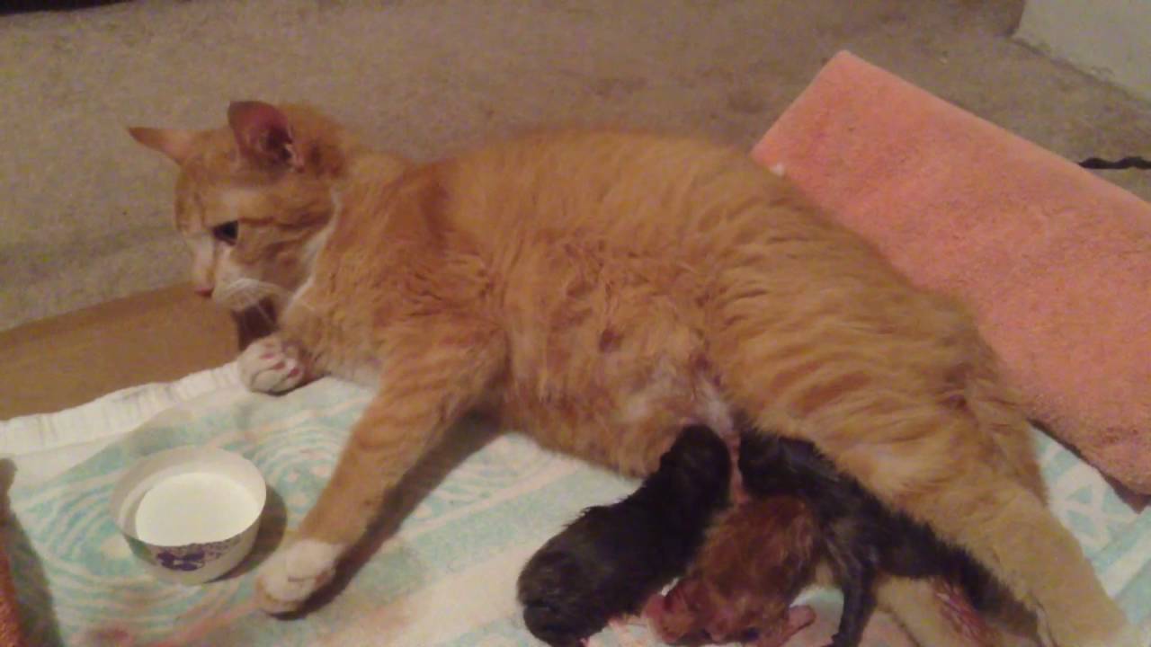 Cat having kittens 4 YouTube