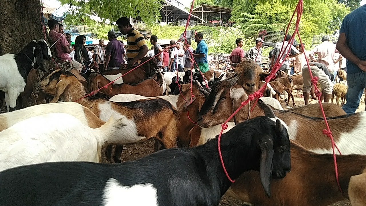 Kambing bandot jumbo harga 5 juta, dan kerumunan domba jantan super ...