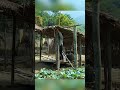 #Eps002 The single mother built a new bathroom using bamboo. Building new life #family #rurallife #s